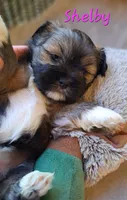 AKC Shelby, a female Lhasa Apso for sale in Due West, SC – 5 of 6