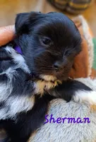 AKC Sherman, a male Lhasa Apso for sale in Due West, SC – 2 of 4