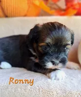 AKC Ronny, a male Lhasa Apso for sale in Due West, SC – 4 of 4
