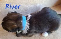 AKC River, a male Lhasa Apso for sale in Due West, SC – 6 of 7