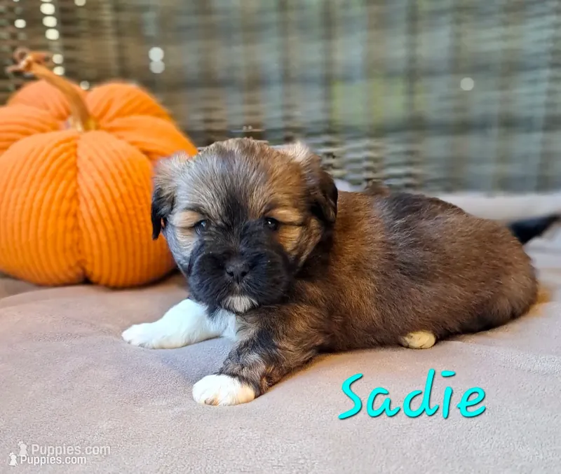 AKC Sadie – Lhasa Apso puppy for sale in Due West, SC