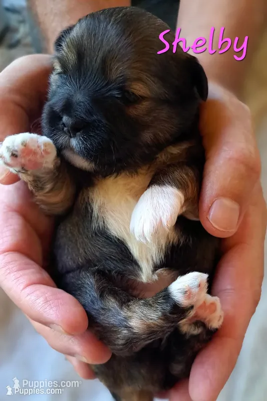 AKC Shelby – Lhasa Apso puppy for sale in Due West, SC