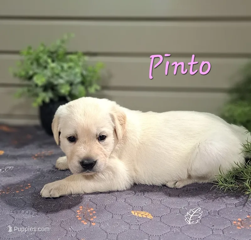Pinto – Goldador puppy for sale in Due West, SC