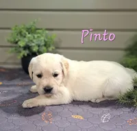 Pinto, a female Goldador for sale in Due West, SC – 1 of 2
