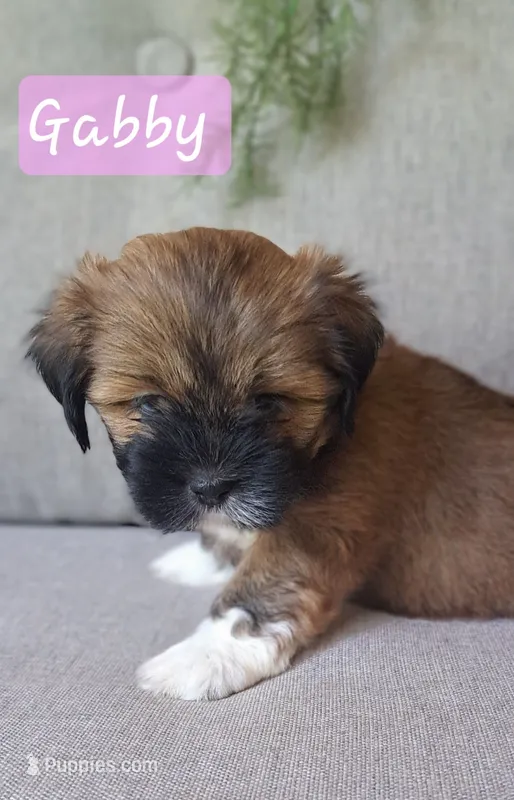 AKC Gabby – Lhasa Apso puppy for sale in Due West, SC