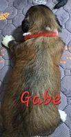 AKC Gabe, a male Lhasa Apso for sale in Due West, SC – 2 of 4