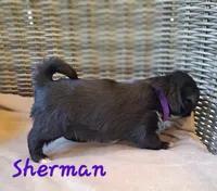 AKC Sherman, a male Lhasa Apso for sale in Due West, SC – 3 of 4