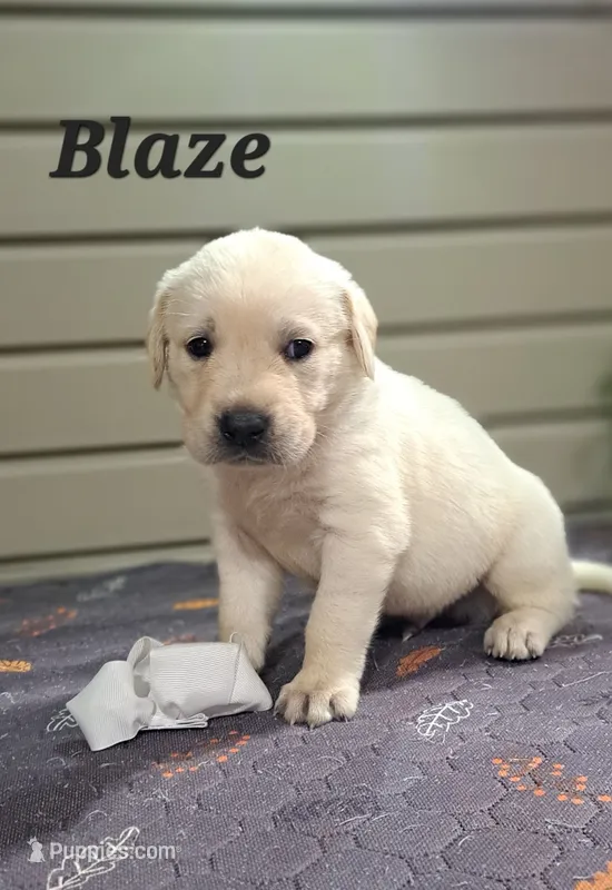 Blaze – Goldador puppy for sale in Due West, SC