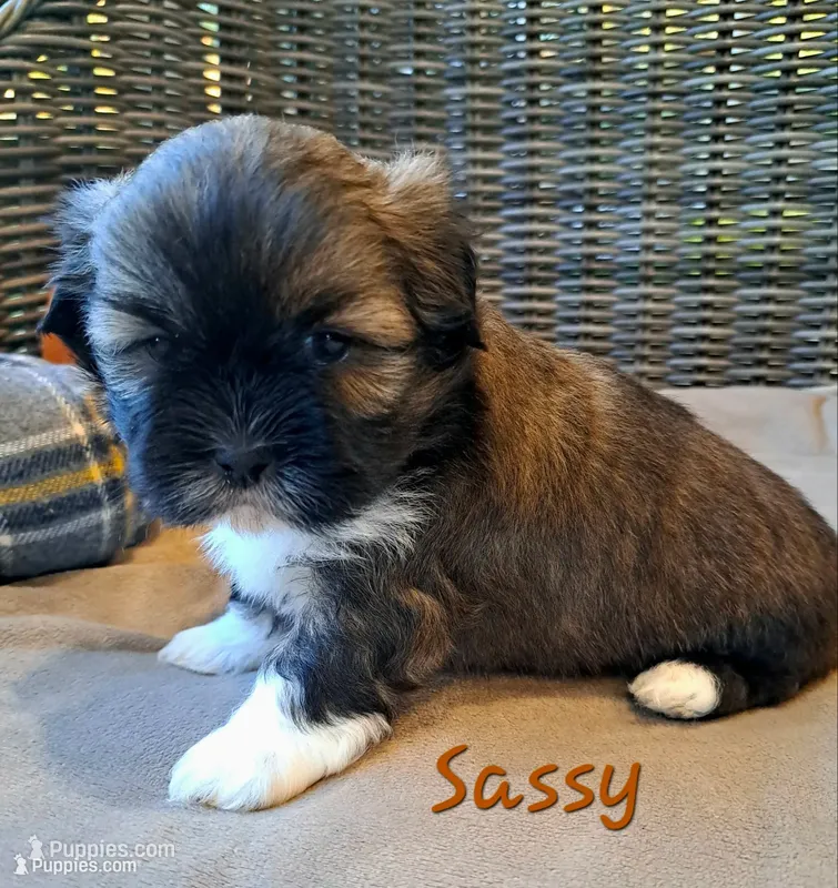 AKC Sassy – Lhasa Apso puppy for sale in Due West, SC