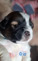 AKC Gio, a male Lhasa Apso for sale in Due West, SC – 3 of 4