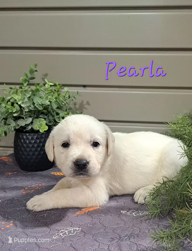 Pearla – Goldador puppy for sale in Due West, SC