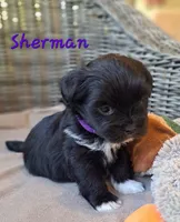 AKC Sherman, a male Lhasa Apso for sale in Due West, SC – 4 of 4