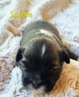 AKC Salem, a male Lhasa Apso for sale in Due West, SC – 2 of 2