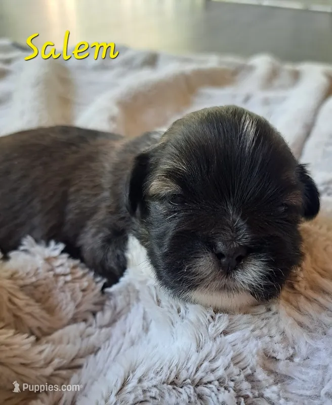 AKC Salem – Lhasa Apso puppy for sale in Due West, SC