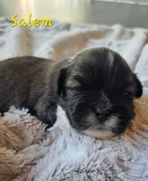 AKC Salem, a male Lhasa Apso for sale in Due West, SC – 1 of 2