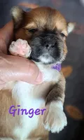 AKC Ginger, a female Lhasa Apso for sale in Due West, SC – 4 of 4