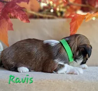 AKC Ravis, a male Lhasa Apso for sale in Due West, SC – 4 of 6