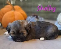AKC Shelby, a female Lhasa Apso for sale in Due West, SC – 4 of 6
