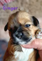 AKC Ginger, a female Lhasa Apso for sale in Due West, SC – 1 of 4