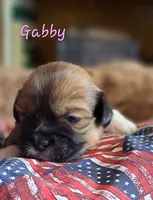 AKC Gabby, a female Lhasa Apso for sale in Due West, SC – 2 of 3