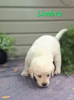 Limbro, a male Goldador for sale in Due West, SC – 1 of 3