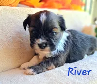 AKC River, a male Lhasa Apso for sale in Due West, SC – 3 of 7