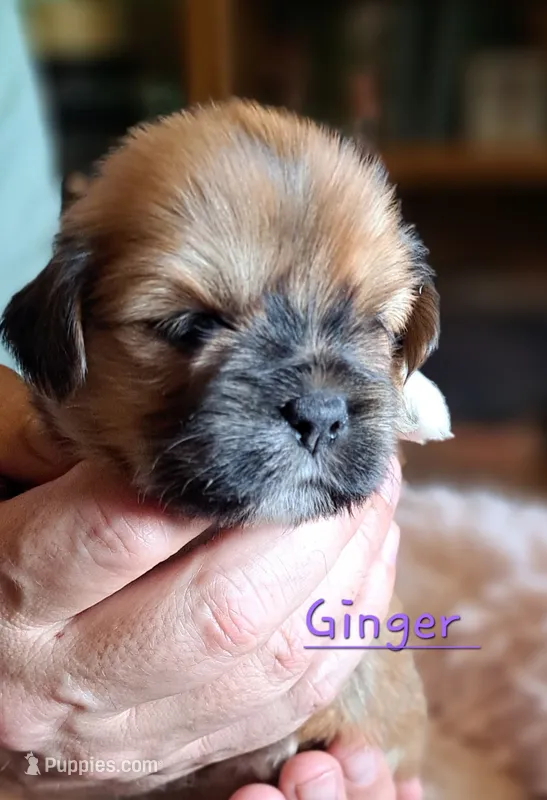 AKC Ginger – Lhasa Apso puppy for sale in Due West, SC