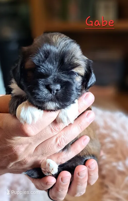 AKC Gabe – Lhasa Apso puppy for sale in Due West, SC