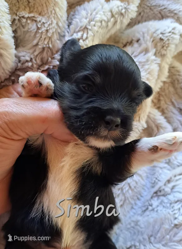AKC Simba – Lhasa Apso puppy for sale in Due West, SC