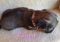 AKC Rayme, a male Lhasa Apso for sale in Due West, SC – 4 of 4