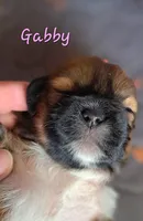AKC Gabby, a female Lhasa Apso for sale in Due West, SC – 3 of 3