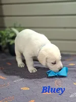 Bluey, a male Goldador for sale in Due West, SC – 2 of 3
