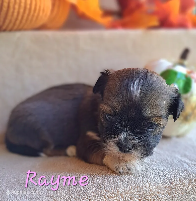 AKC Rayme – Lhasa Apso puppy for sale in Due West, SC