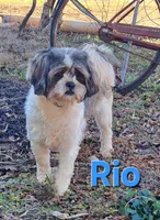 Sassy, a female Lhasa Apso for sale in Due West, SC – 5 of 5