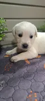 Pearla, a female Goldador for sale in Due West, SC – 2 of 2