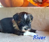 AKC River, a male Lhasa Apso for sale in Due West, SC – 5 of 7