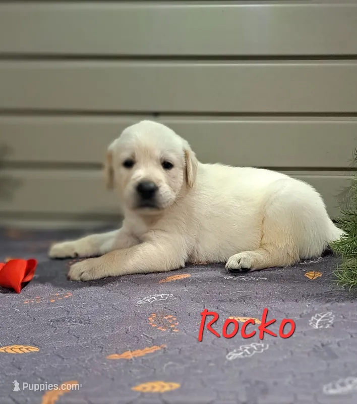 Rocko – Goldador puppy for sale in Due West, SC