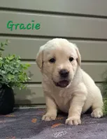 Gracie, a female Goldador for sale in Due West, SC – 3 of 3