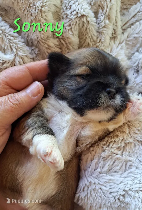 AKC Sonny – Lhasa Apso puppy for sale in Due West, SC