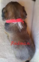 AKC Redman, a male Lhasa Apso for sale in Due West, SC – 1 of 5