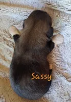 Sassy, a female Lhasa Apso for sale in Due West, SC – 2 of 5