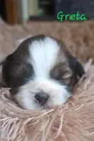 AKC Greta, a female Lhasa Apso for sale in Due West, SC – 3 of 5