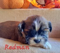 AKC Redman, a male Lhasa Apso for sale in Due West, SC – 2 of 5