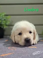 Limbro, a male Goldador for sale in Due West, SC – 2 of 3