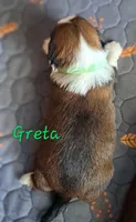 AKC Greta, a female Lhasa Apso for sale in Due West, SC – 5 of 5