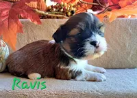 AKC Ravis, a male Lhasa Apso for sale in Due West, SC – 6 of 6