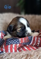 AKC Gio, a male Lhasa Apso for sale in Due West, SC – 2 of 4