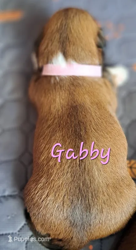 AKC Gabby, a female Lhasa Apso for sale in Due West, SC – 1 of 3
