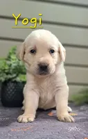 Yogi, a female Goldador for sale in Due West, SC – 1 of 2