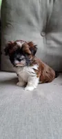 AKC Ranger, a male Lhasa Apso for sale in Due West, SC – 6 of 7